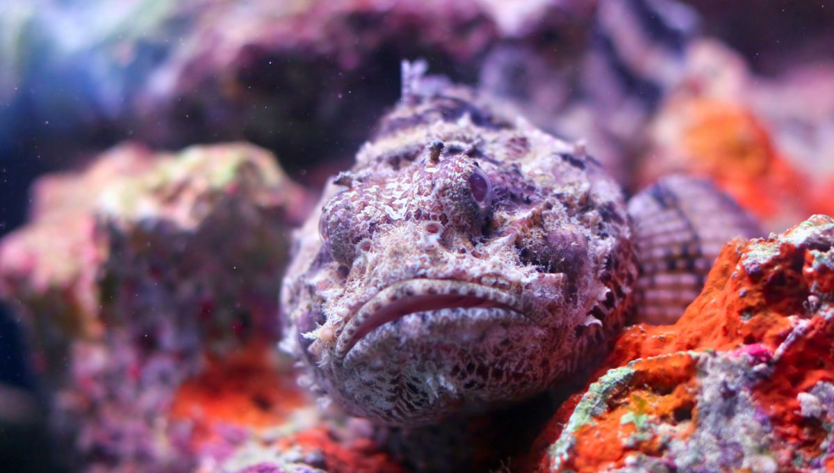 Los peces piedra son perezosos que habitan en el fondo y viven entre rocas o corales y en marismas y estuarios. Los peces piedra son perezosos que habitan en el fondo y viven entre rocas o corales y en marismas y estuarios.