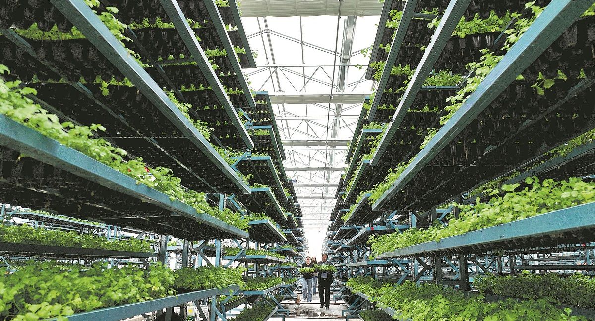 Trabajadores trasladan plántulas de repollo chino desde un invernadero de cultivo en un parque agrícola circular de bajas emisiones en Zhangye, provincia de Gansu. WANG JIANG / PARA CHINA DAILY