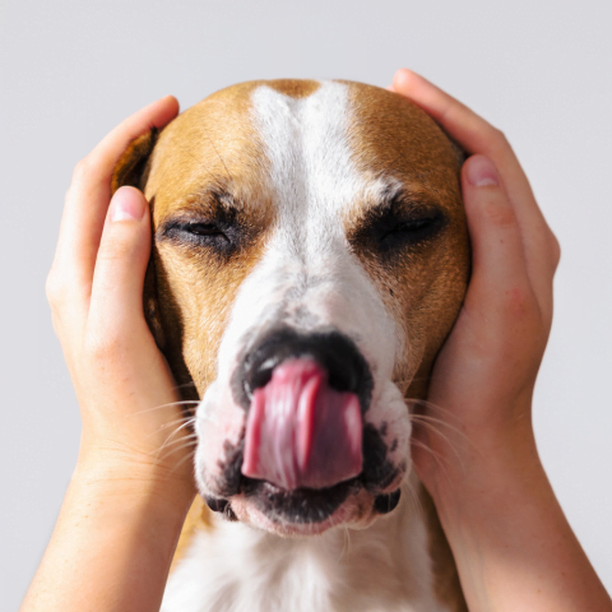 El contagio emocional, el reflejo de estados emocionales o de excitación entre individuos, se observa comúnmente entre especies que viven en grupo. El contagio emocional, el reflejo de estados emocionales o de excitación entre individuos, se observa comúnmente entre especies que viven en grupo.