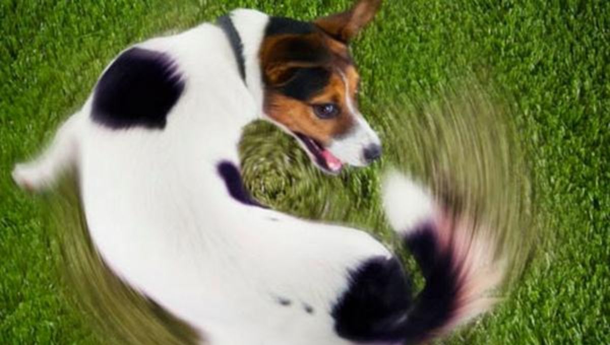 Adiestramiento canino: cómo enseñar a tu perro a girar sobre sí mismo en solo 5 minutos