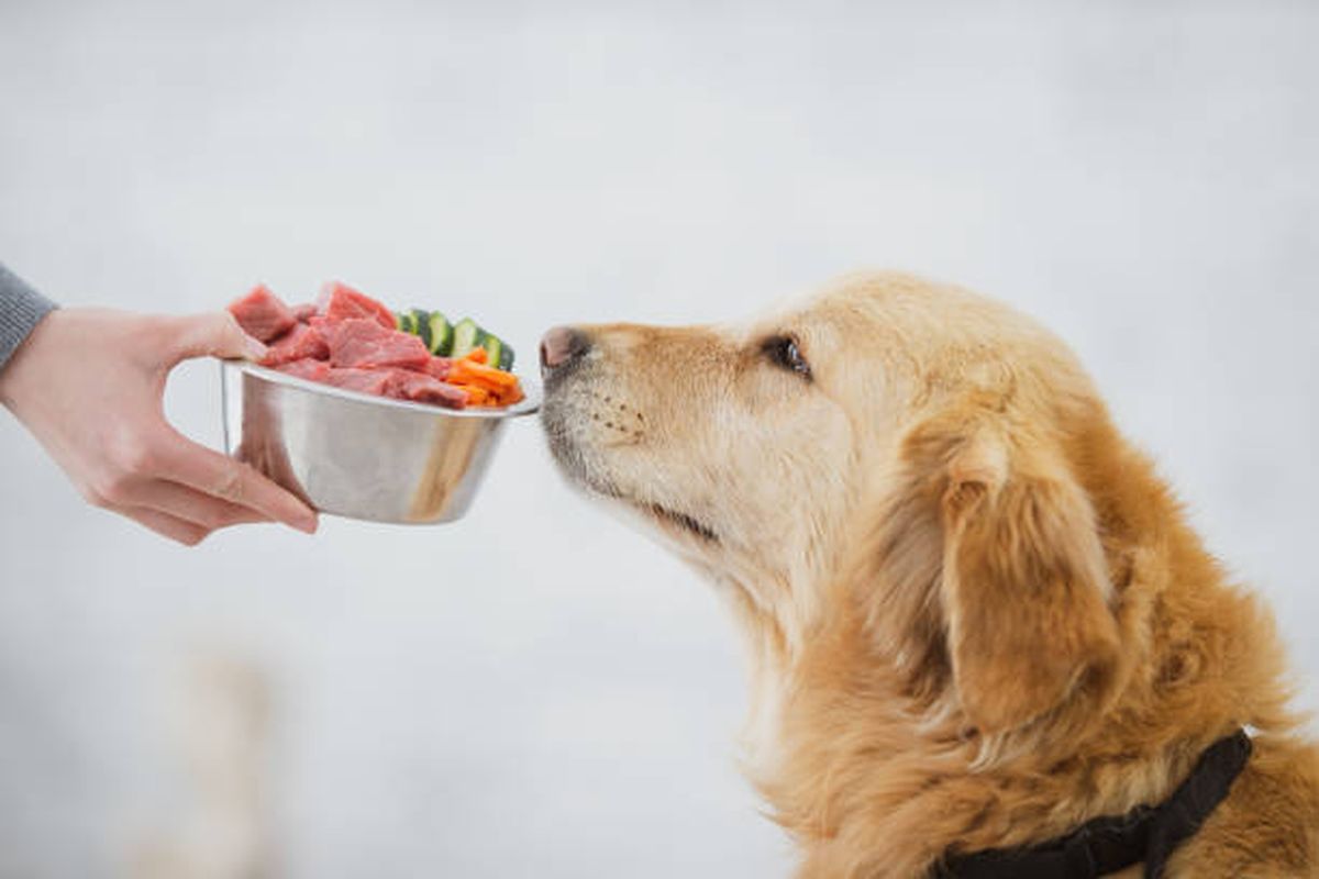 La FDA advierte a dueños de perros que compren este alimento contaminado con Salmonella. La FDA advierte a dueños de perros que compren este alimento contaminado con Salmonella.