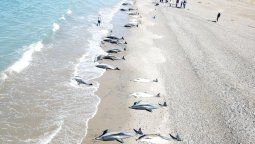 Murieron 49 delfines tras quedar varados en las playas de Puerto Madryn