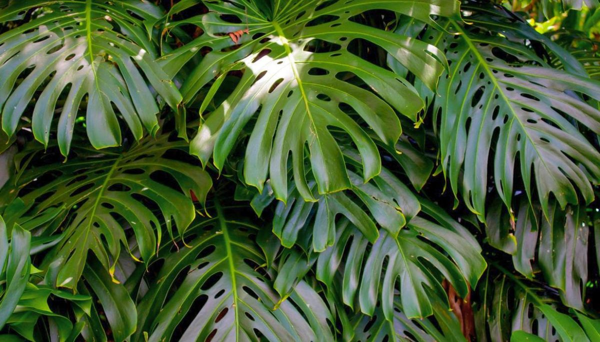 La planta es famosa por sus enormes hojas verdes. Imagen: Pexels. La planta es famosa por sus enormes hojas verdes. Imagen: Pexels.