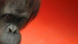 La orangutana Sandra llegó en buen estado al santuario de primates de Kansas