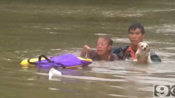 Video: un perro y su dueña, a punto de morir ahogados