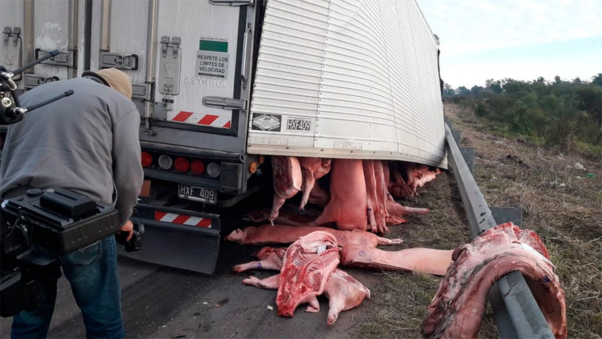 Vuelco en la Ruta 7. Un camión que transportaba cerdos volcó y la gente se llevó la carga. Vuelco en la Ruta 7. Un camión que transportaba cerdos volcó y la gente se llevó la carga. 