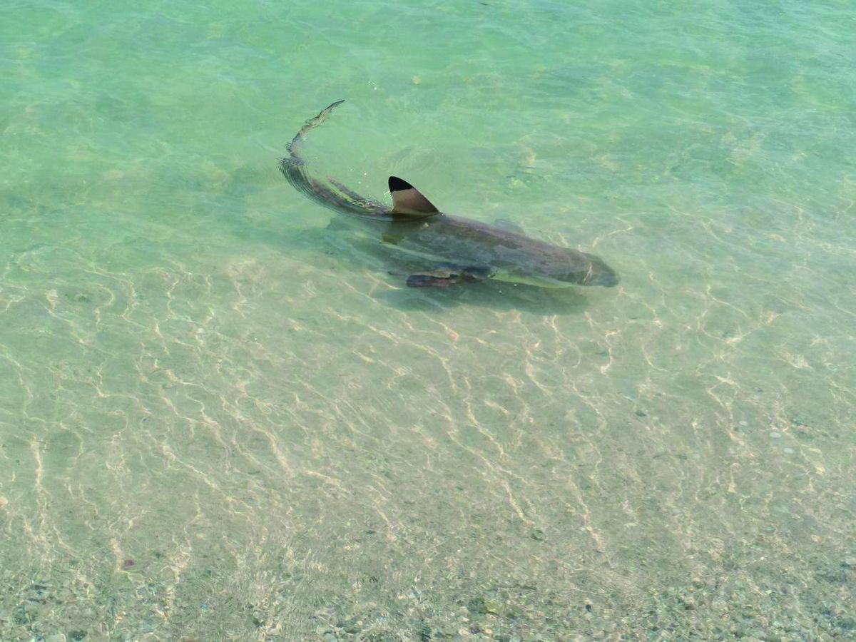 Un tiburón de arrecife de puntas negras nada en las aguas poco profundas frente a Sanya, provincia de Hainan. Para uso de CHINA DAILY.
