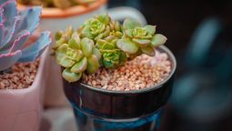 ¿Por qué los jardineros colocan piedras pequeñas sobre la tierra de las macetas?&nbsp; Imagen: Pexels.