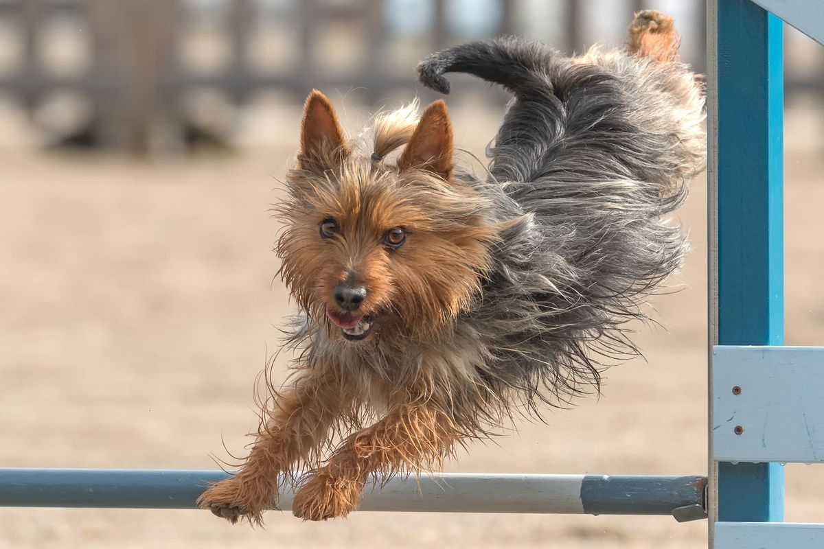 Un guardián silencioso: la raza de perro que es la opción ideal para departamentos Un guardián silencioso: la raza de perro que es la opción ideal para departamentos
