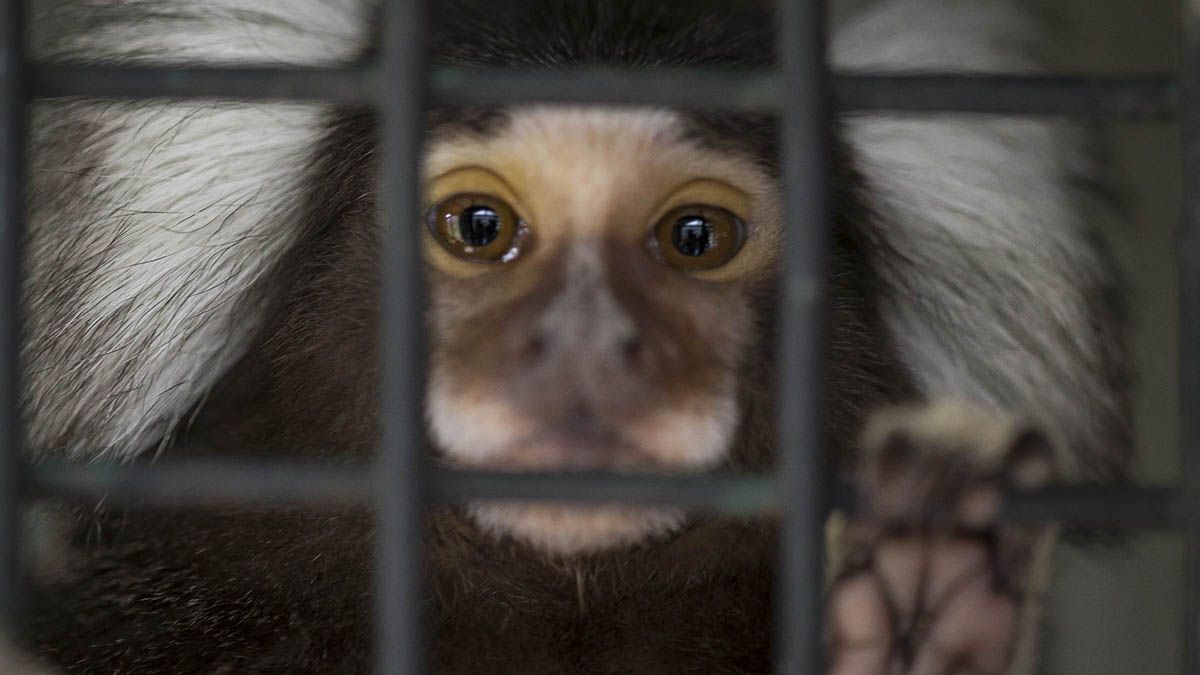 Los monos titi fueron trasladados a un santuario natural en Entre Ríos