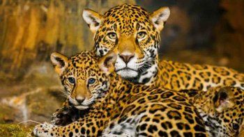 Aumentó la población de jaguares en México