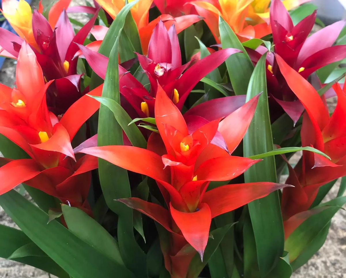 Las flores de esta planta dan vida a tu jardín.