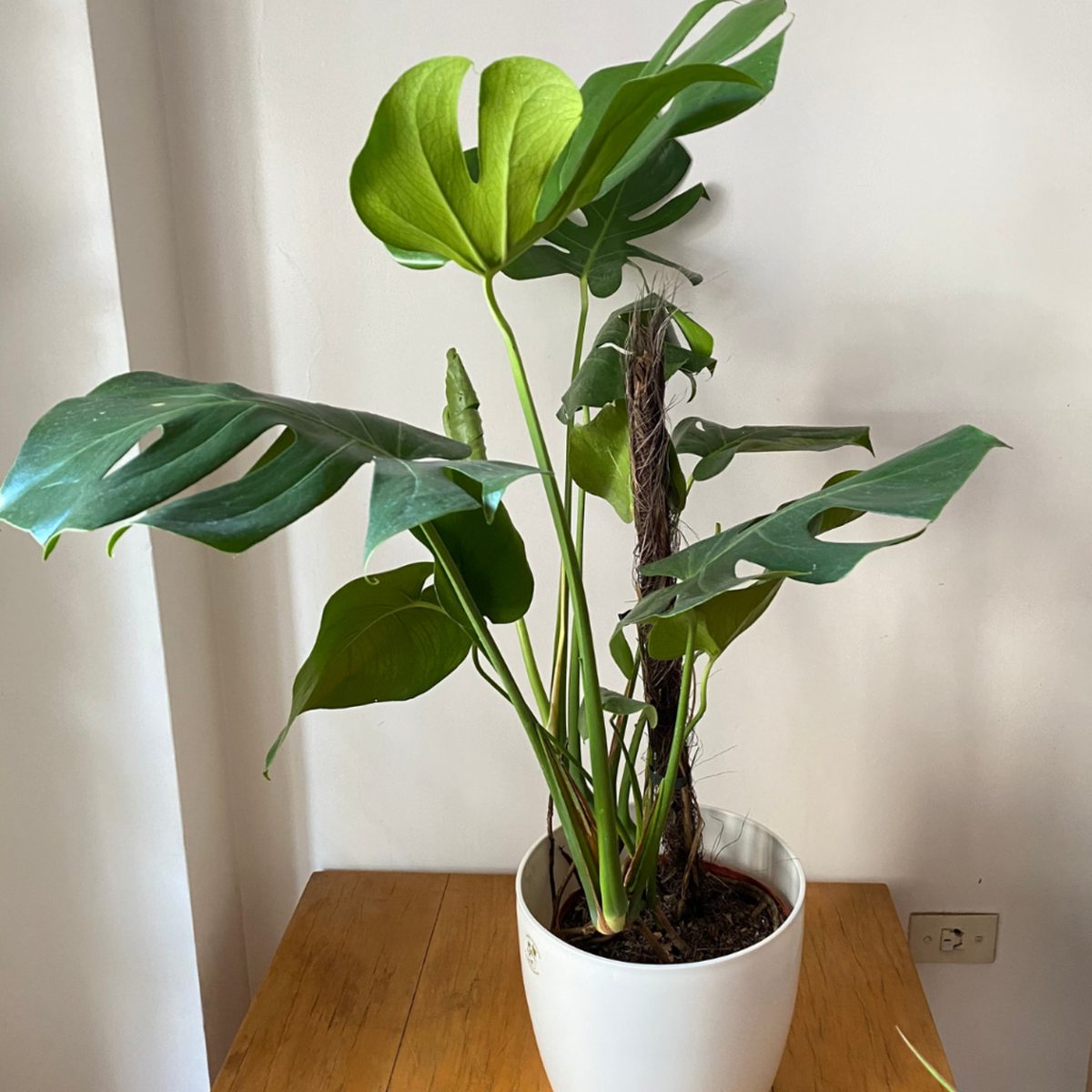 La luz solar directa puede quemar las hojas de esta planta La luz solar directa puede quemar las hojas de esta planta