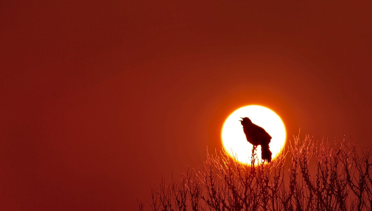 Cuando escuches a un ave cantar a los alrededores de tu hogar, nunca olvides de que es buena señal o el mensaje de un ser querido.
