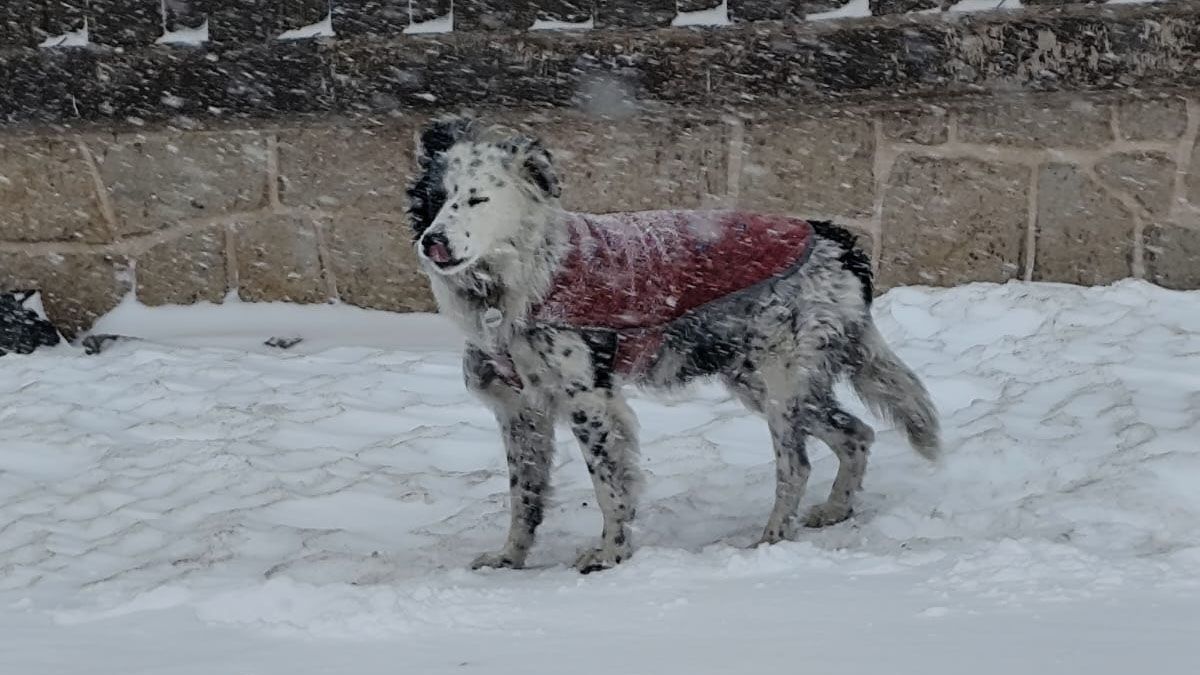 Obi es un perro de Las Cuevas que disfruta de las nevadas. Obi es un perro de Las Cuevas que disfruta de las nevadas.