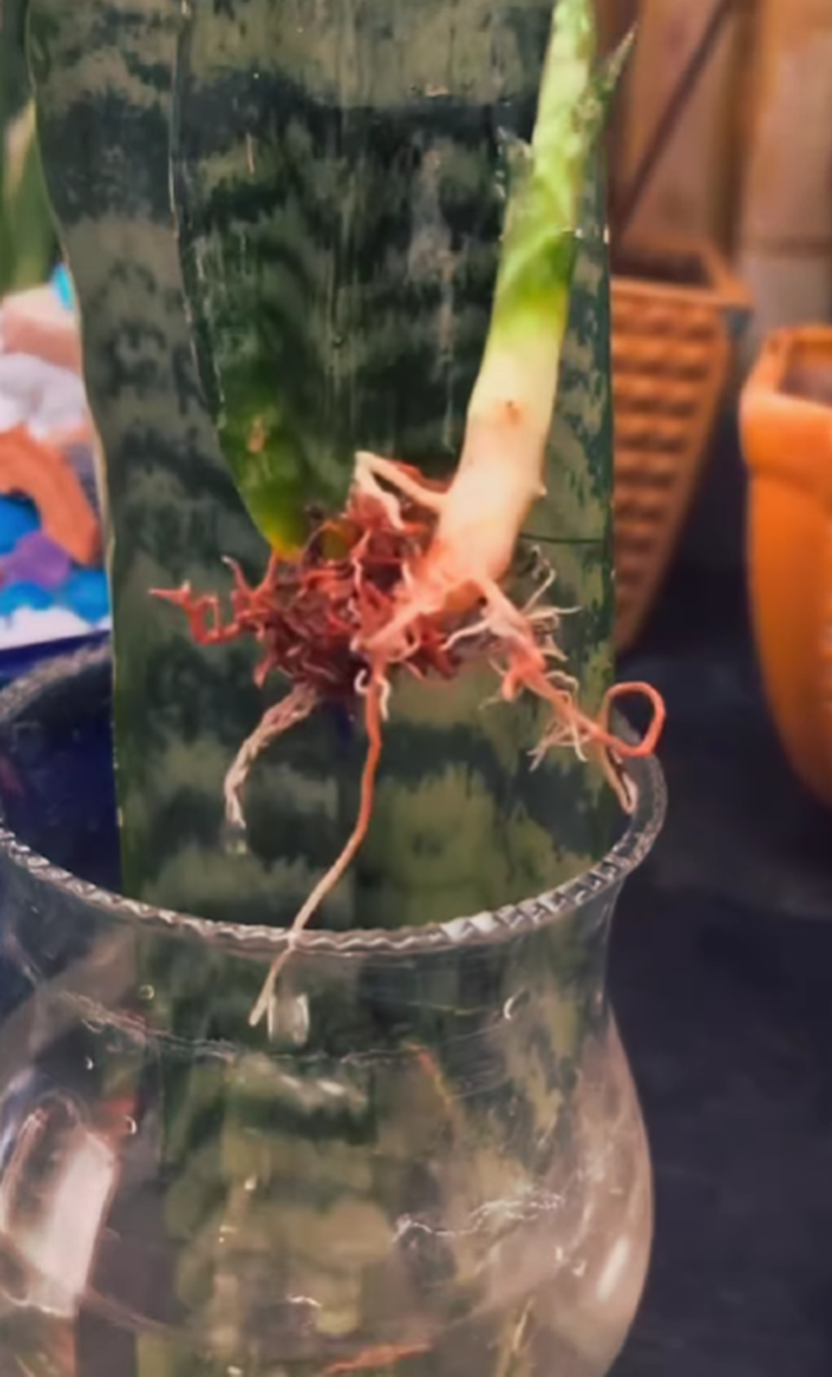 Así de fácil lograrás propagar tu Sansevieria. Así de fácil lograrás propagar tu Sansevieria.