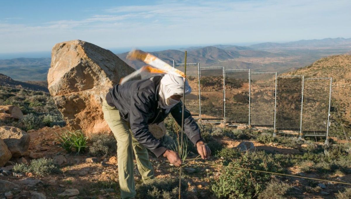 Cosechan niebla en el desierto del Sahara y producen miles de litros de agua sin lluvia