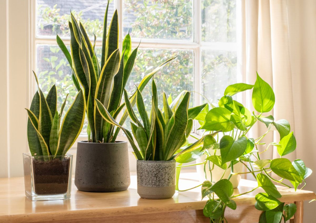 El mejor truco casero para tener plantas sanas y hermosas