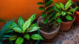 Descubrí cuál es el grave error que casi todos cometen. Foto: Pexels