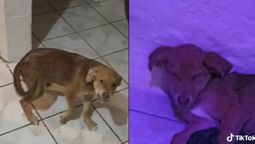 Un perrito comió un brownie mágico y se volvió viral en Tiktok&nbsp;