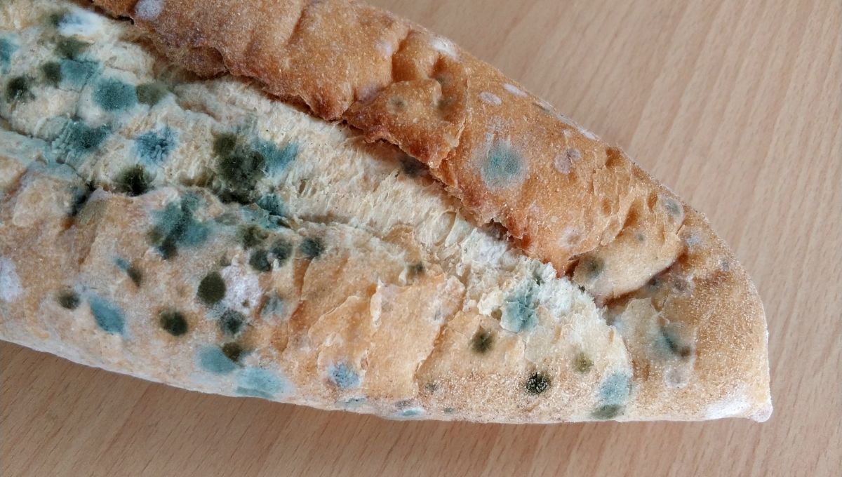 Cómo evitar que el pan se llene de hongos y conserve su textura por más tiempo