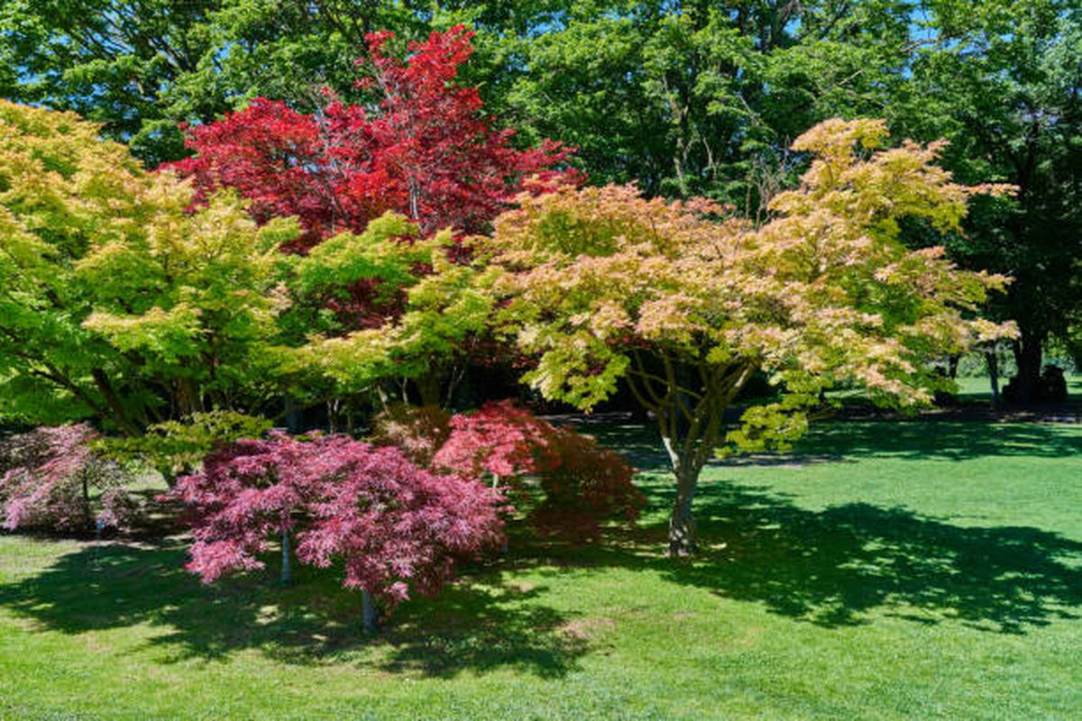 El jarabe de arce tiene múltiples beneficios para la salud. El jarabe de arce tiene múltiples beneficios para la salud.