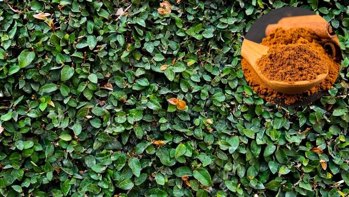 Cómo hacer crecer la enredadera de tu jardín usando un poco de canela: truco casero efectivo
