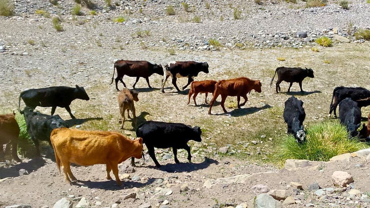 El ganado, pastando en pleno traslado. El ganado, pastando en pleno traslado.