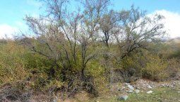 La UNCuyo restaurará especies nativas en Alta Montaña y el Sur de Mendoza