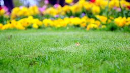 Tu césped puede ser el más verde de todos.