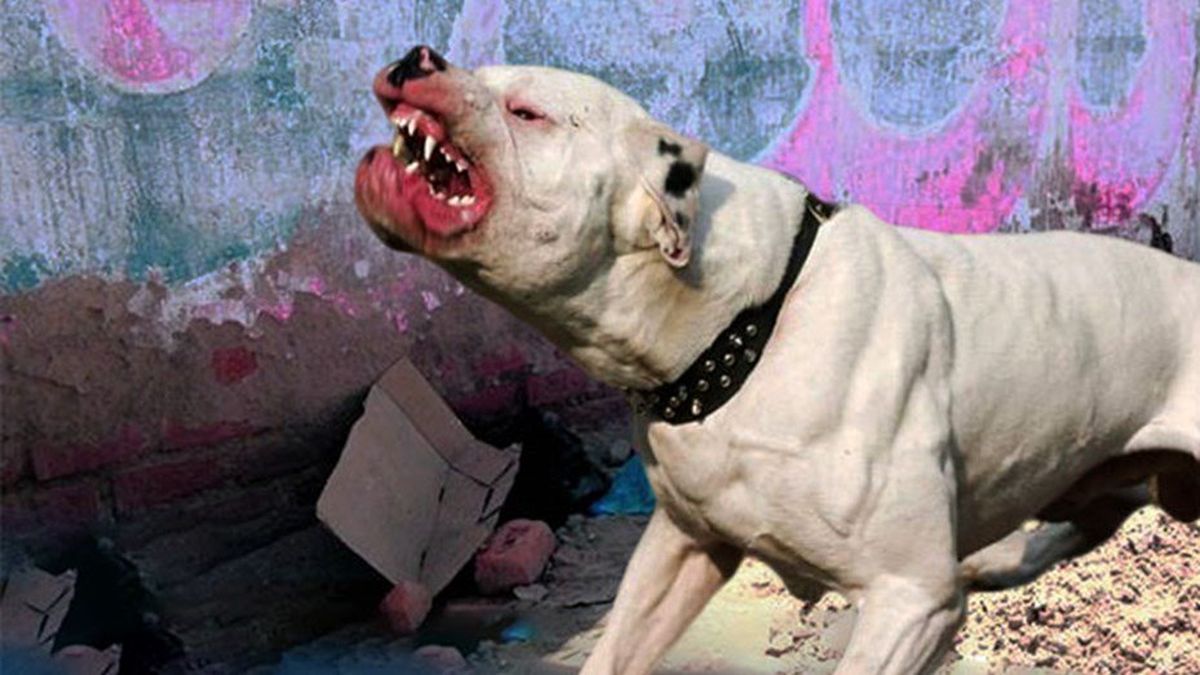 Una mujer usa a su pitbull para matar perros y atacar gente