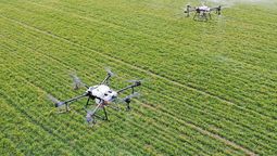 perdio 25 hectareas de cultivos en agricultura tras aplicar una receta de pesticidas creada por una tecnologia