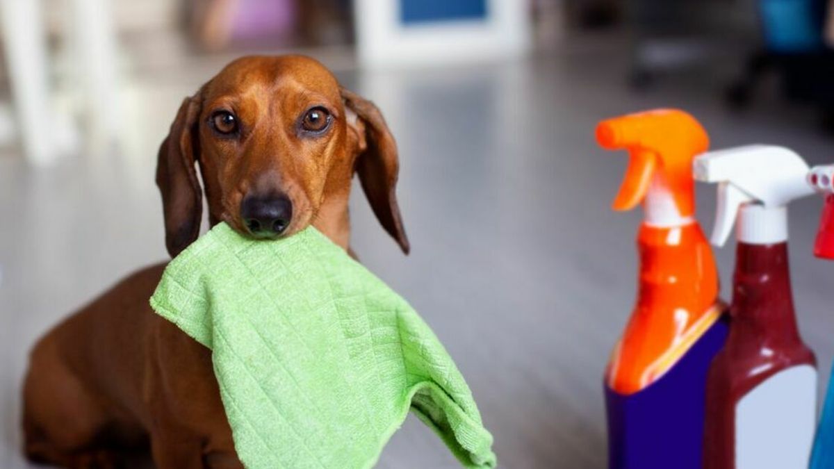 Es importante resguardar los productos de limpieza de las mascotas