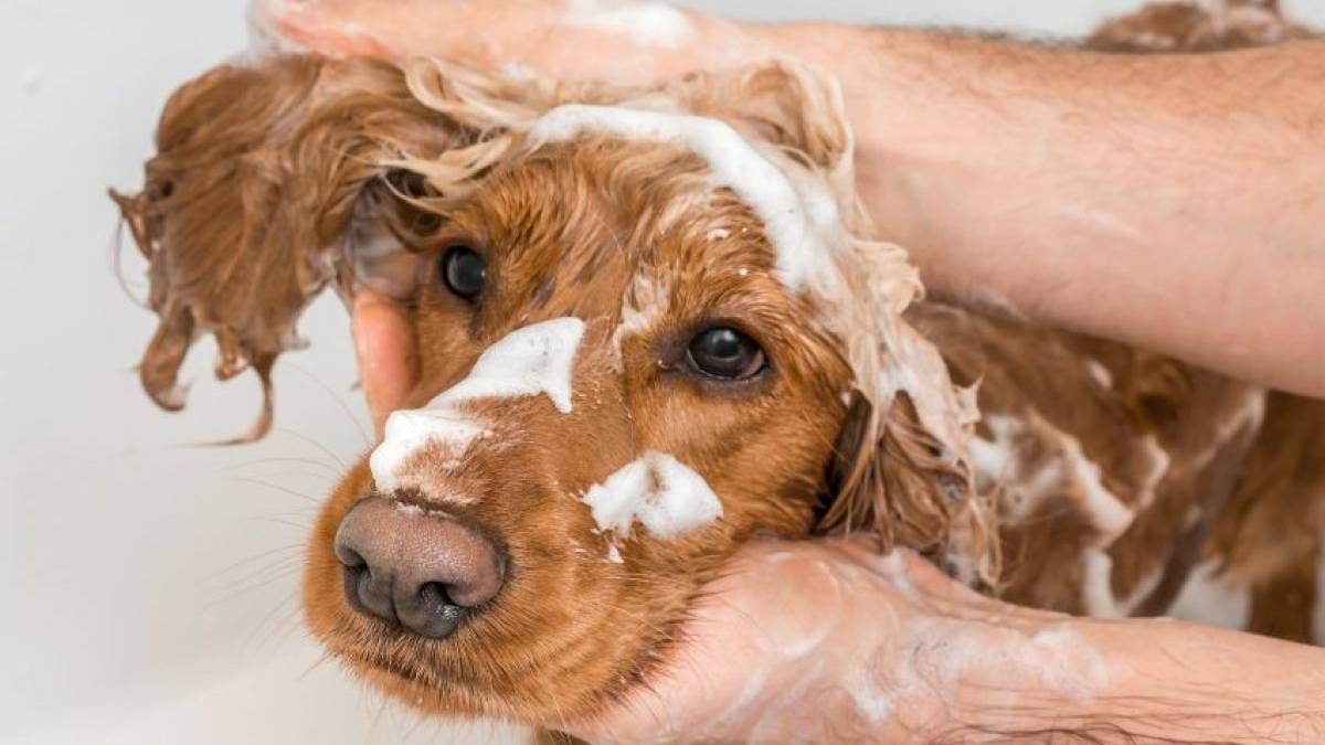 Cómo hacer un shampoo casero para perros