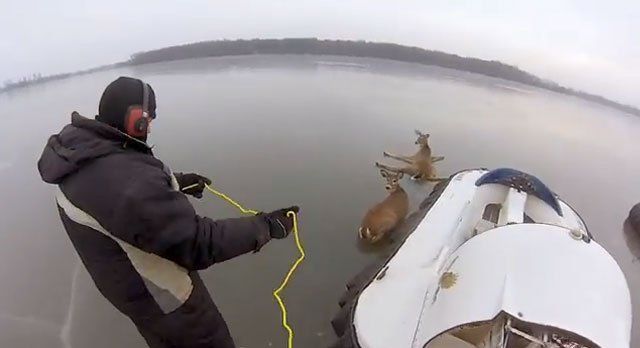 Conmovedor rescate de dos ciervos atrapados en una laguna helada
