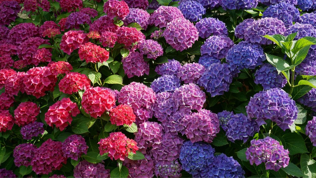 Planta de hortensias en maceta. 