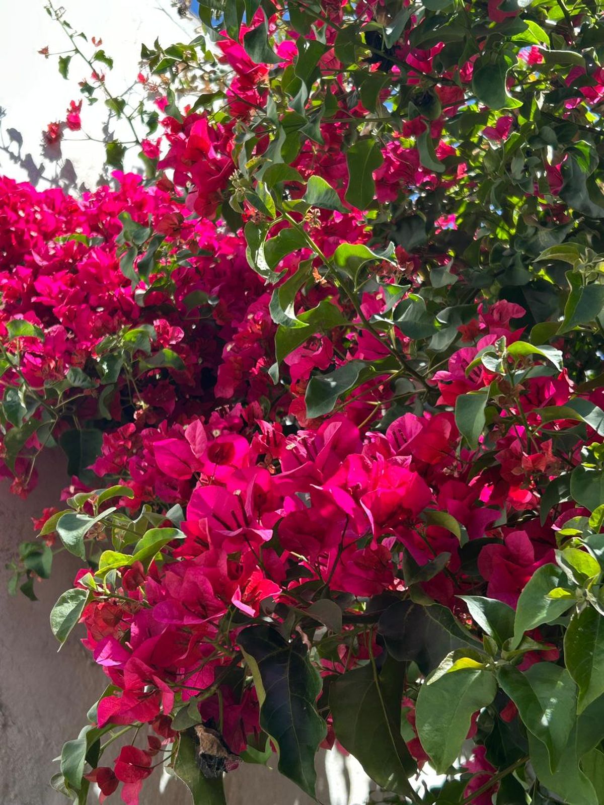 Esta planta requiere cuidados básicos. Imagen: Freepik. Esta planta requiere cuidados básicos. Imagen: Freepik.