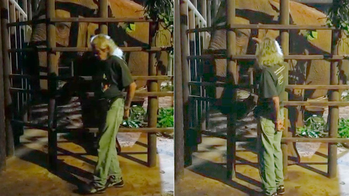 Esteban Guevara se dedicó los últimos cuatro años a adiestrar a las elefantas Pocha y Guillermina para que pudieran viajar encerradas durante tantas horas hasta Brasil.