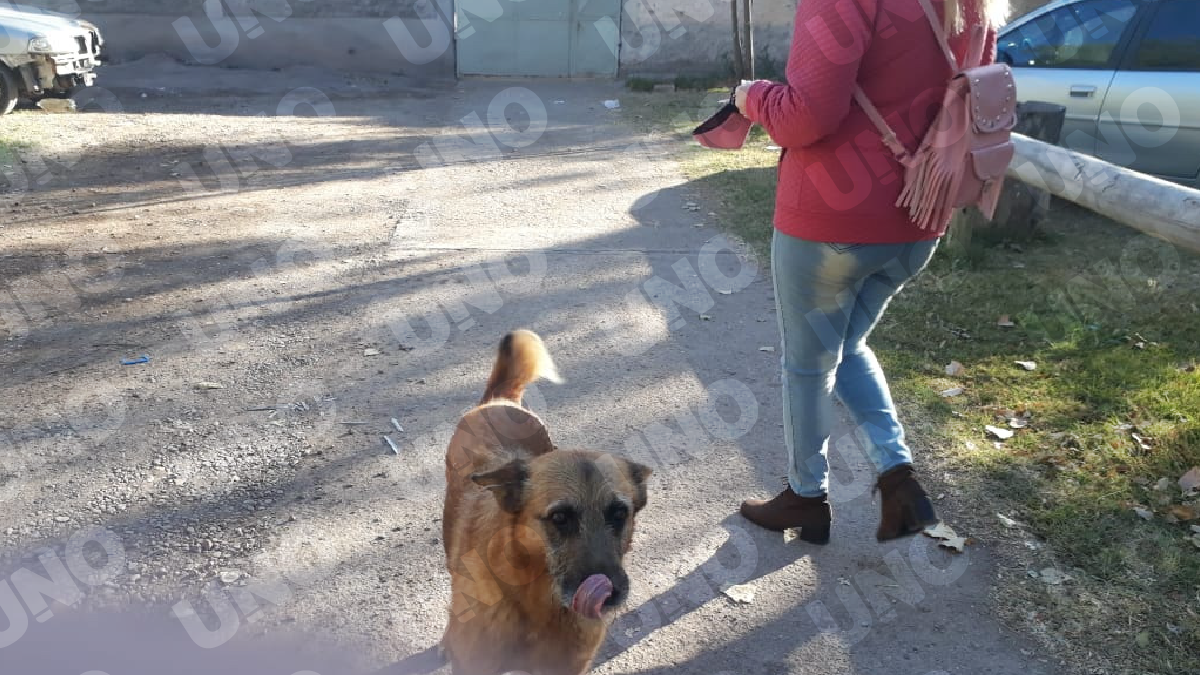 Verónica junto a Peluche, un perro de´el Hospital El Sauce. Aseguró que se enamoró de Gil Pereg por su amor por los gatos, lo solitario y lo poco social que era. Verónica junto a Peluche, un perro de´el Hospital El Sauce. Aseguró que se enamoró de Gil Pereg por su amor por los gatos, lo solitario y lo poco social que era.