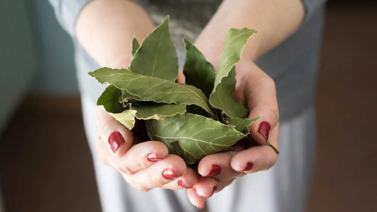 No son pocos los que consideran al laurel como una especia con propiedades esotéricas. No son pocos los que consideran al laurel como una especia con propiedades esotéricas.