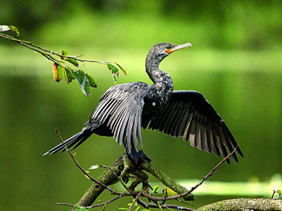 Para conocer las aves hay que ir a Esquel