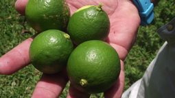 Los limones verdes también pueden dar jugo.