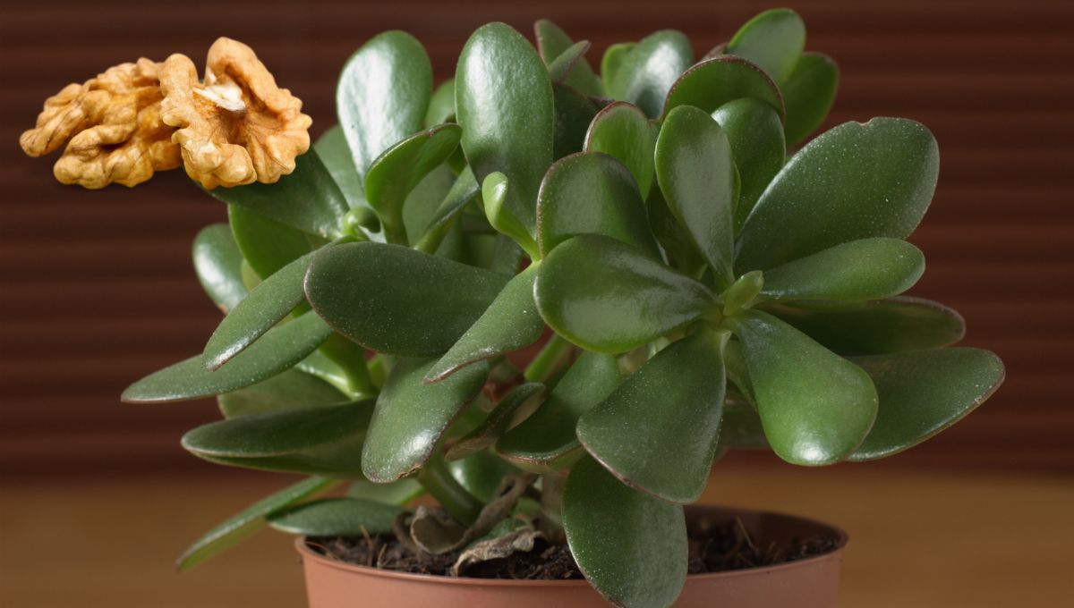 ¿Qué sucede si le colocas nueces al árbol de Jade?