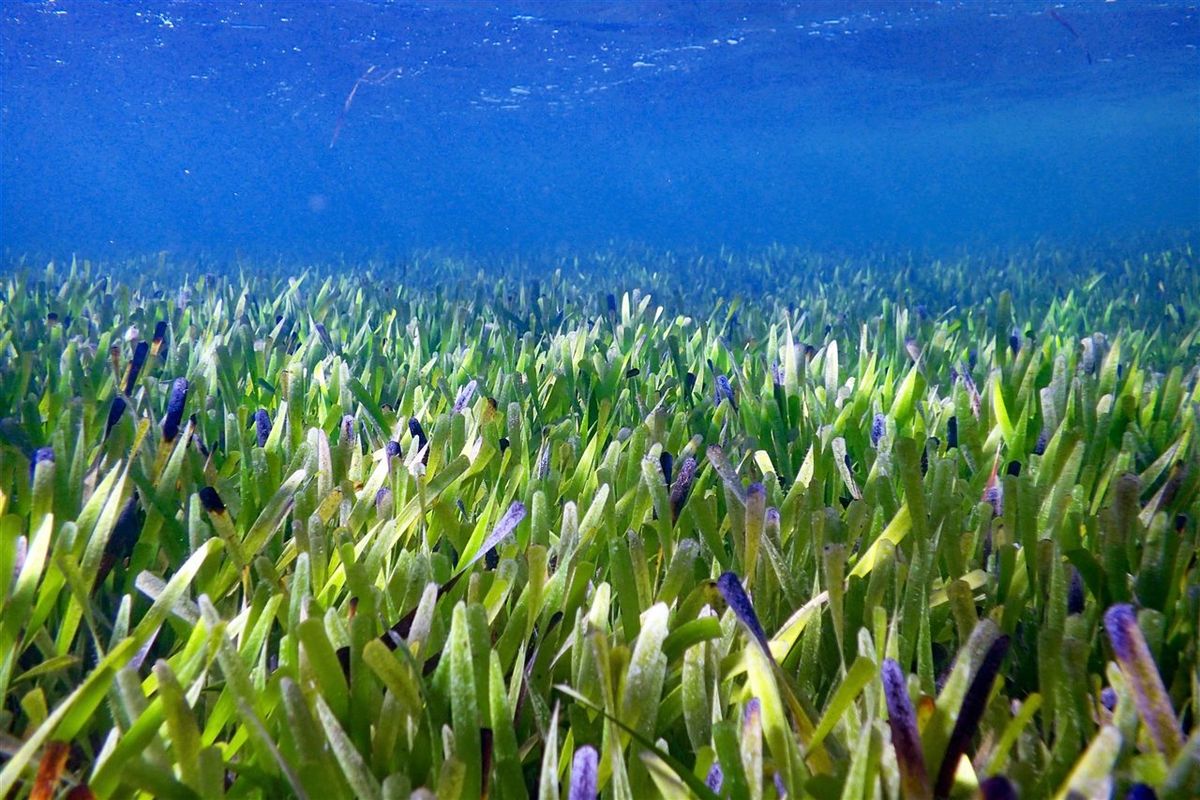 La Posidonia australis se desarrolla en aguas poco profundas y forma verdaderos campos. La Posidonia australis se desarrolla en aguas poco profundas y forma verdaderos campos.