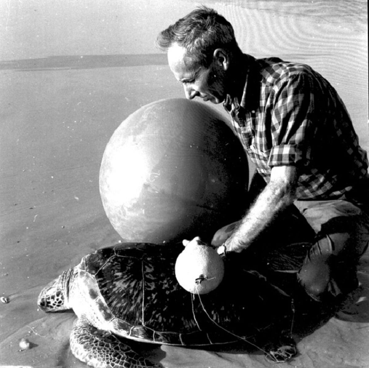 Archie Fairly Carr, fue un ecologista, conservacionista y protector de las tortugas marinas.