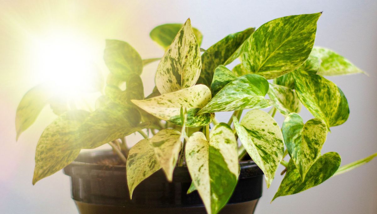 Poner el potus al sol: el error que puede matar a tu planta