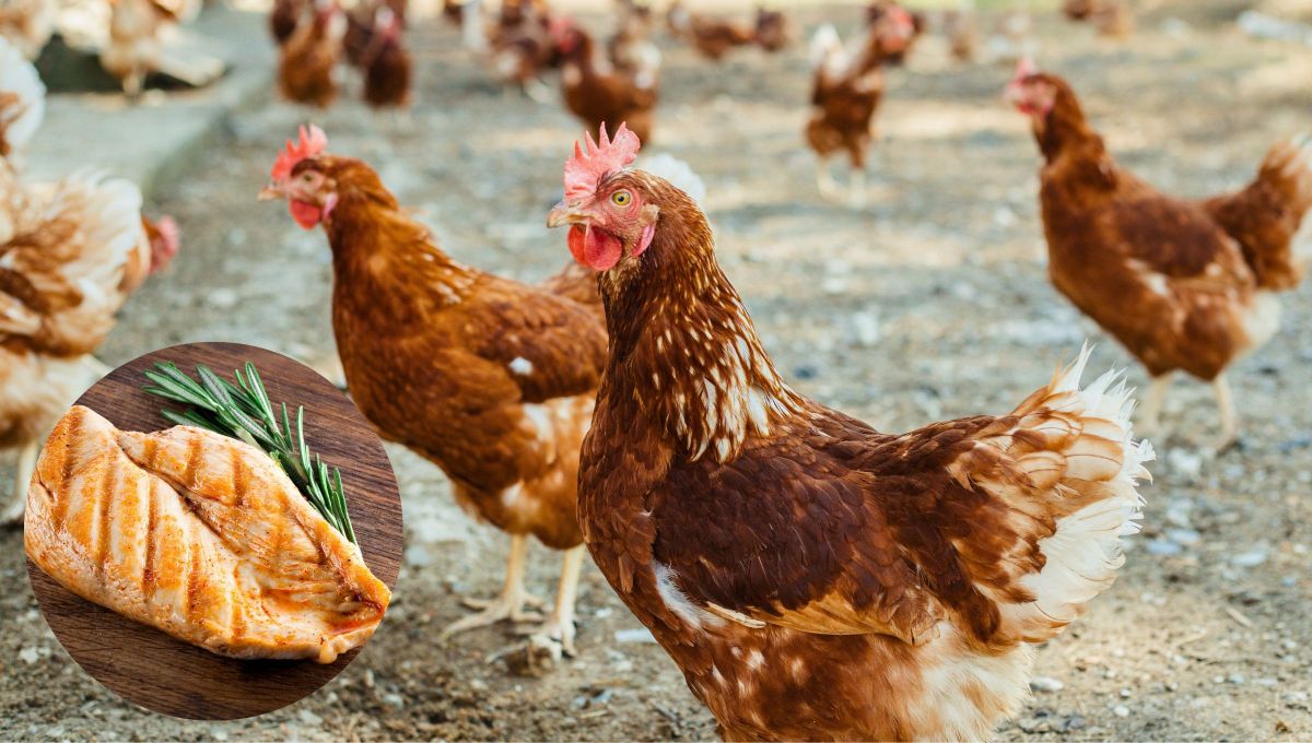 Pocos logran saberlo: el pollo que comemos ¿es gallo o gallina?
