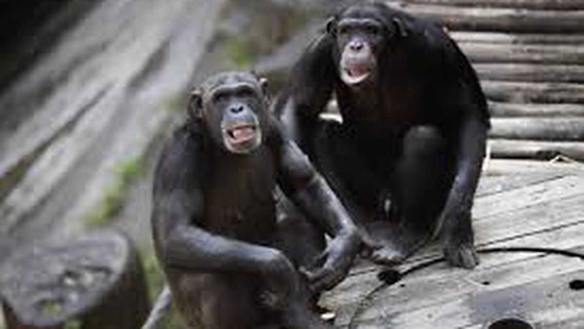 Monos chimpancés de uganda han mostrado un comportamiento asombroso al protagonizar enfrentamientos físicos violentos en una comunidad salvaje que se dividió en dos bandos. Monos chimpancés de uganda han mostrado un comportamiento asombroso al protagonizar enfrentamientos físicos violentos en una comunidad salvaje que se dividió en dos bandos. 