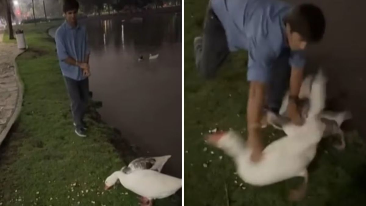 Indignación: se robó dos gansos de los Lagos de Palermo y lo busca la Policía.