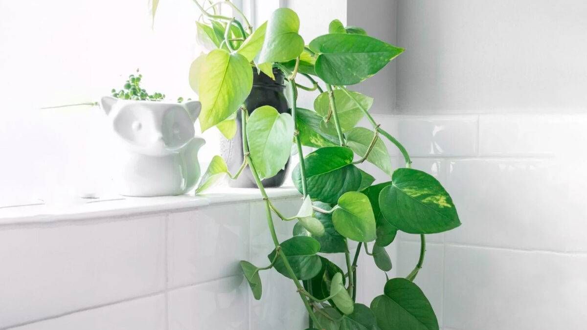 Pothos is one of the most popular home decoration plants because of its ease of care.